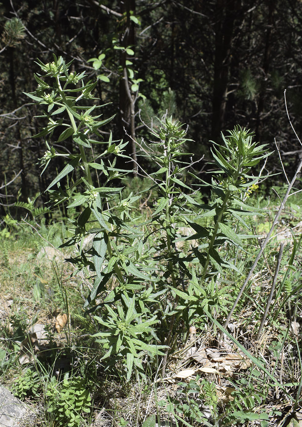 Image of Lithospermum officinale specimen.