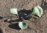 Eryngium maritimum. Вегетирующее молодое растение. Турция, пров. Мугла, окр. г. Дальян, берег Средиземного моря, пляж Изтузу, дюна. 31.12.2022.