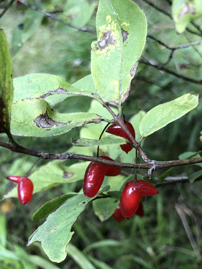 Image of Lonicera maximowiczii specimen.