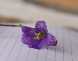 Campanula bellidifolia