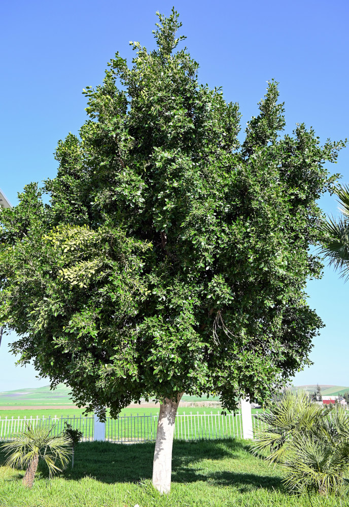 Image of Ficus microcarpa specimen.