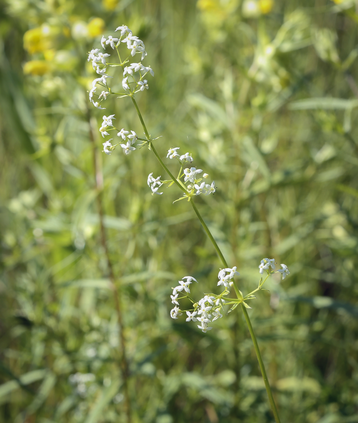 Изображение особи род Galium.