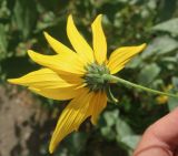 genus Helianthus