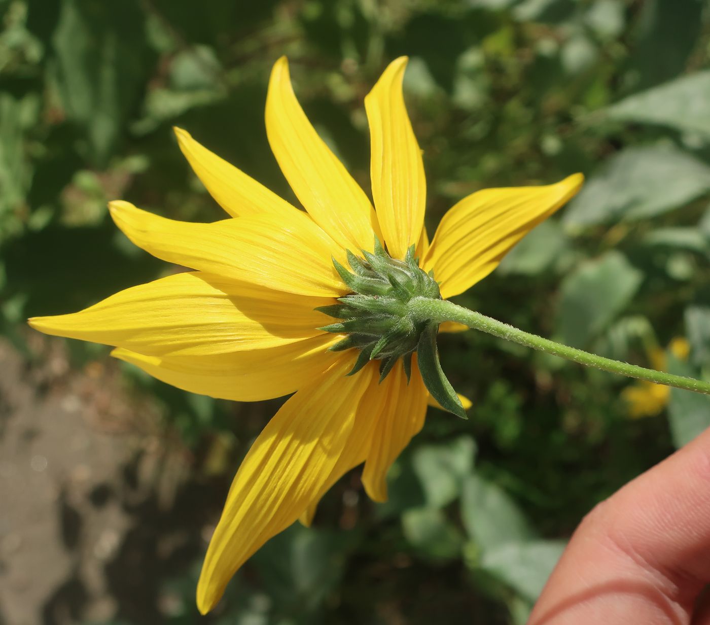 Image of genus Helianthus specimen.