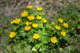 Trollius ranunculinus