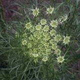 Daucus sativus