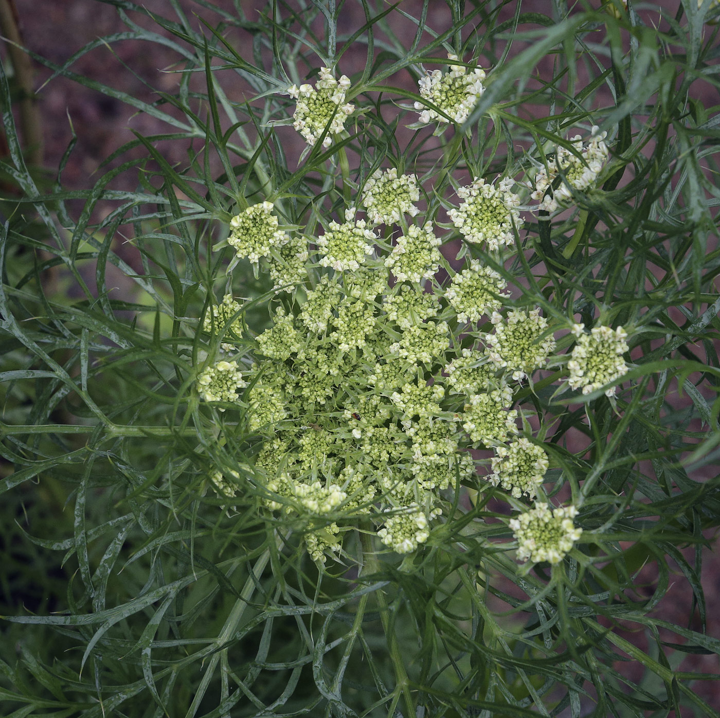 Изображение особи Daucus sativus.