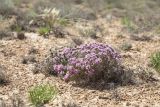 Acanthophyllum pungens. Цветущее растение. Казахстан, Мангистауская обл., Каракиянский р-н, плато Устюрт, западный чинк, щебнисто-глинистая пустыня. 06.06.2022.