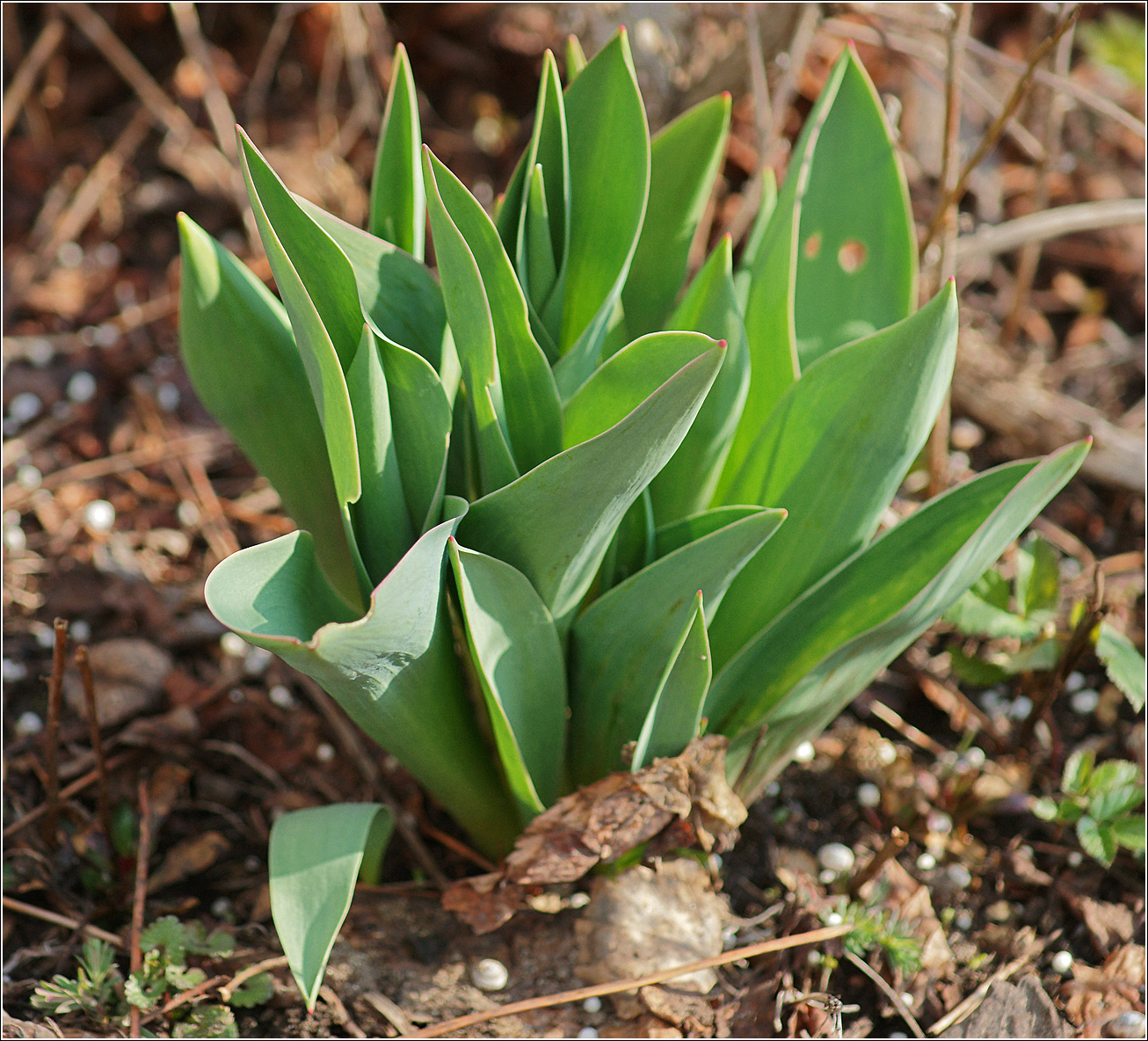 Изображение особи род Tulipa.