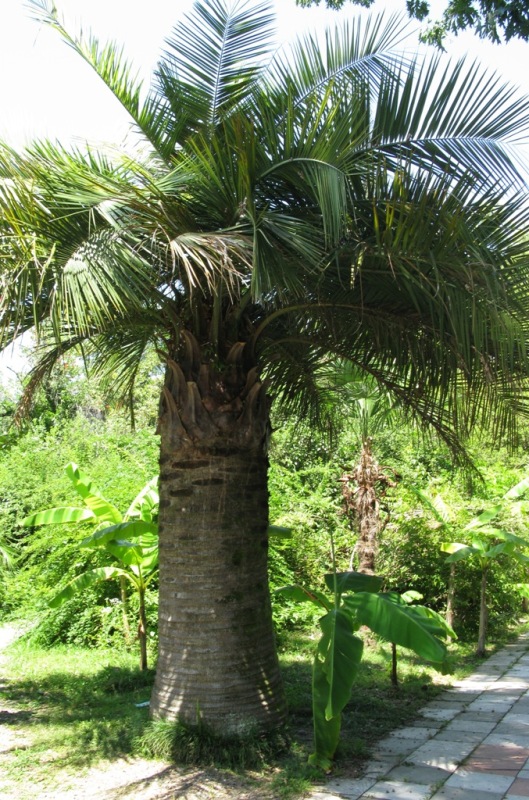 Image of Jubaea chilensis specimen.