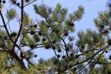 Pinus × funebris
