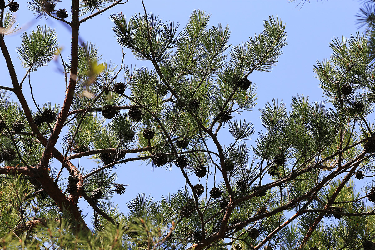 Image of Pinus × funebris specimen.