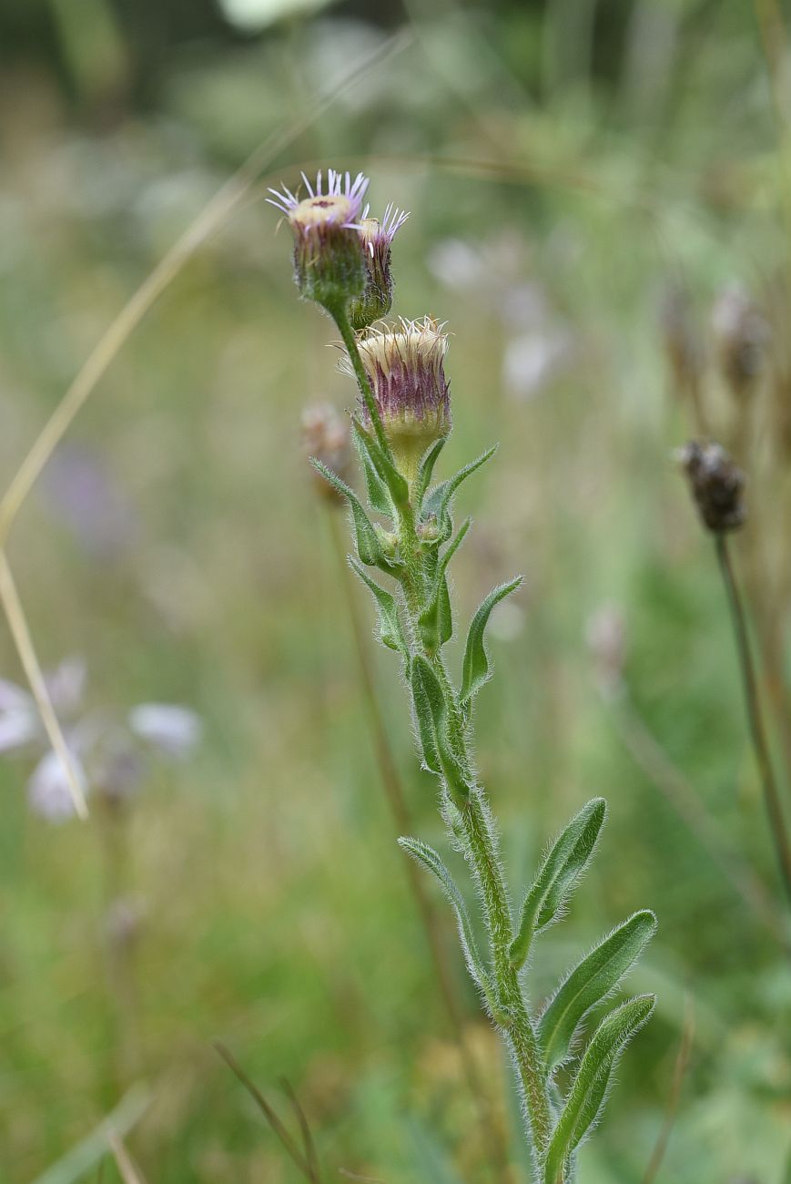 Изображение особи род Erigeron.