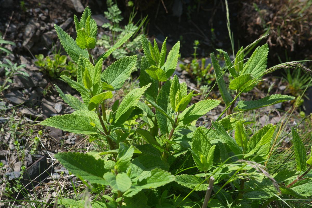 Image of familia Lamiaceae specimen.