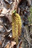 Betula dauurica