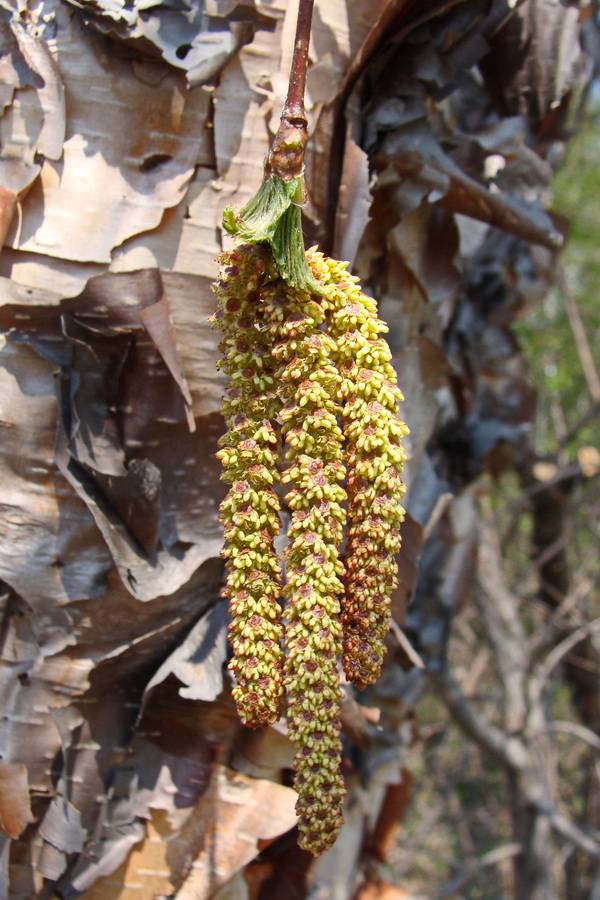 Изображение особи Betula dauurica.