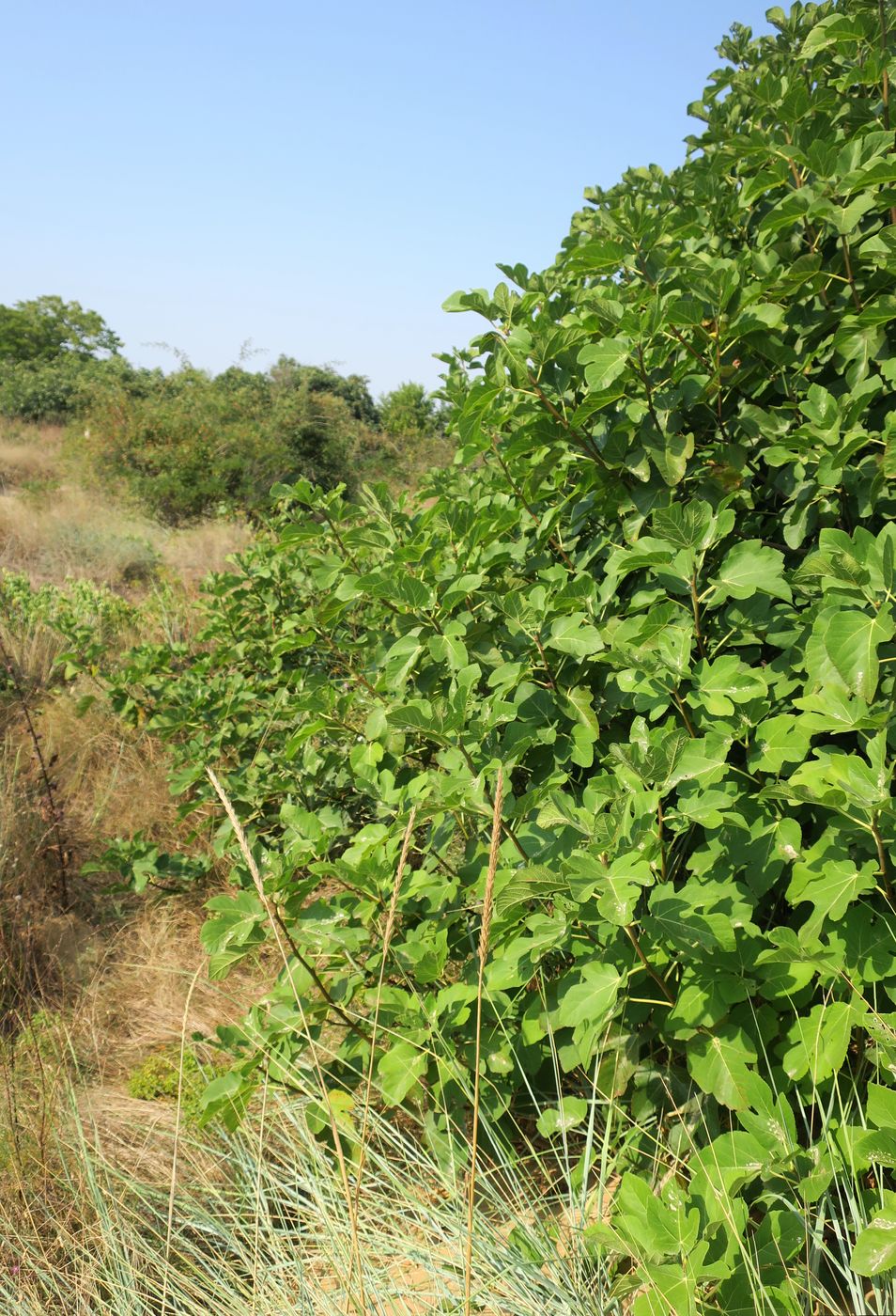 Изображение особи Ficus carica.