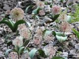 Allium karataviense