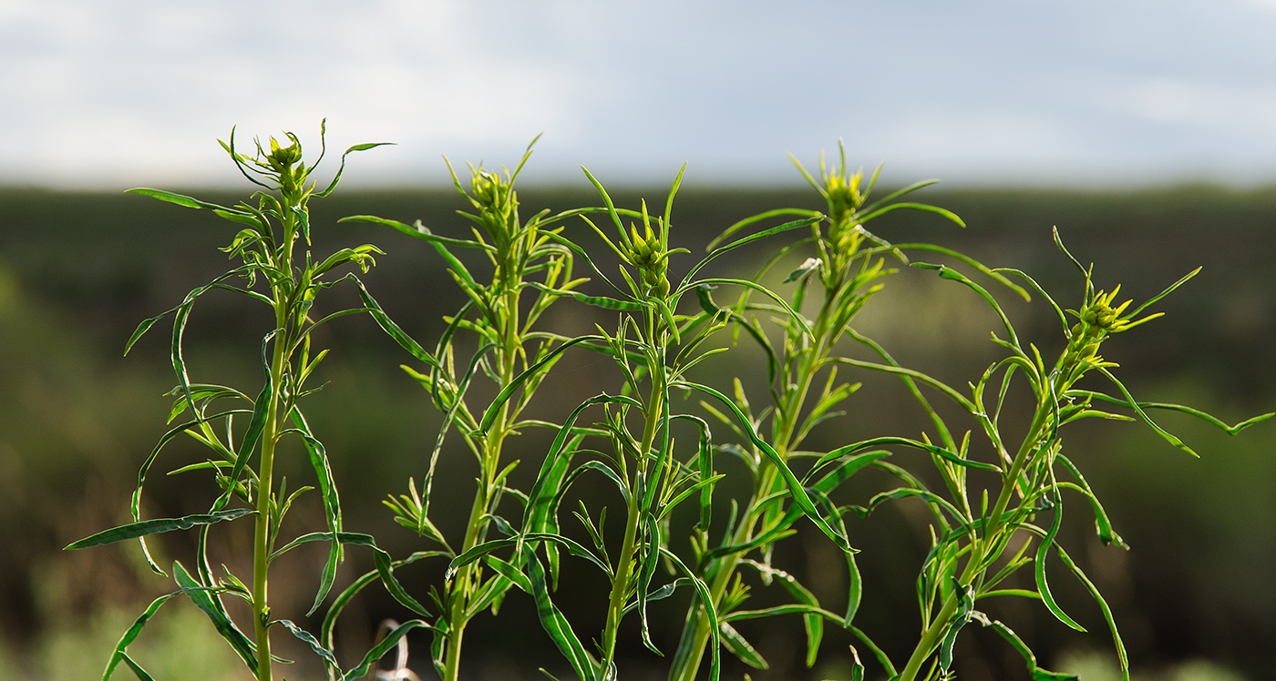 Изображение особи Artemisia dracunculus.