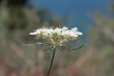 Daucus guttatus. Соцветие. Крым, Севастополь, окр. мыса Фиолент, известняковый склон. 15.07.2023.