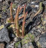 Orostachys spinosa