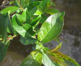 Salix myrsinifolia