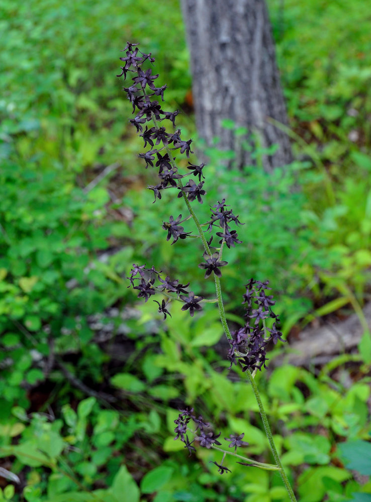 Изображение особи Veratrum maackii.