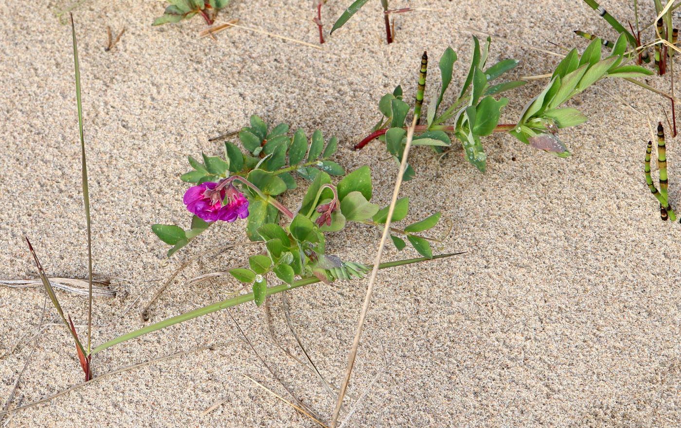 Изображение особи Lathyrus japonicus ssp. pubescens.