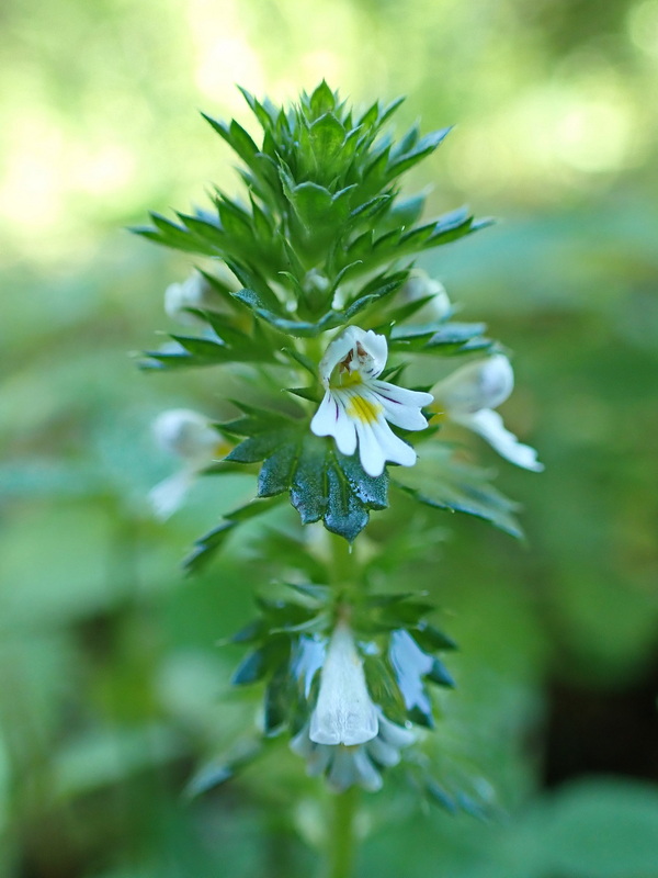 Image of Euphrasia maximowiczii specimen.