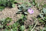 genus Geranium