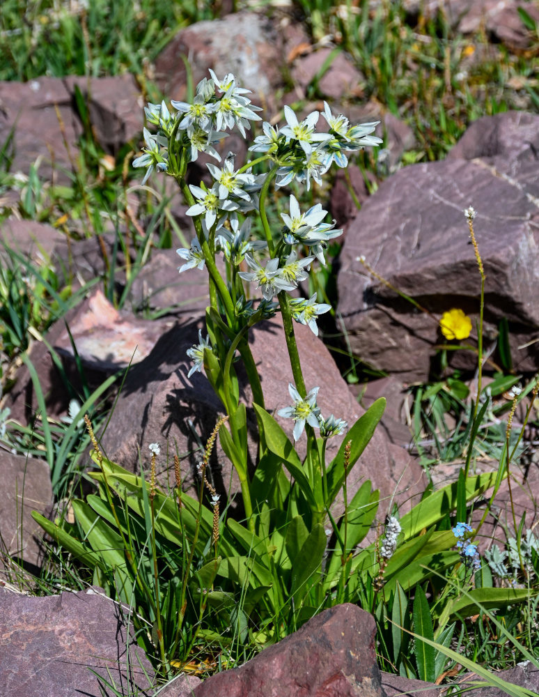 Image of Swertia marginata specimen.