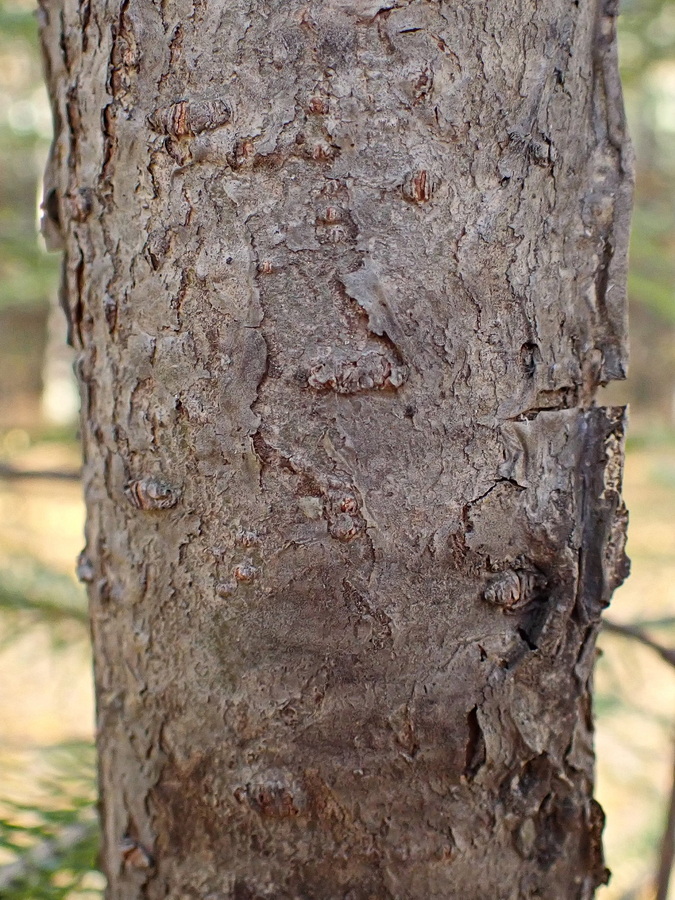 Image of Abies nephrolepis specimen.