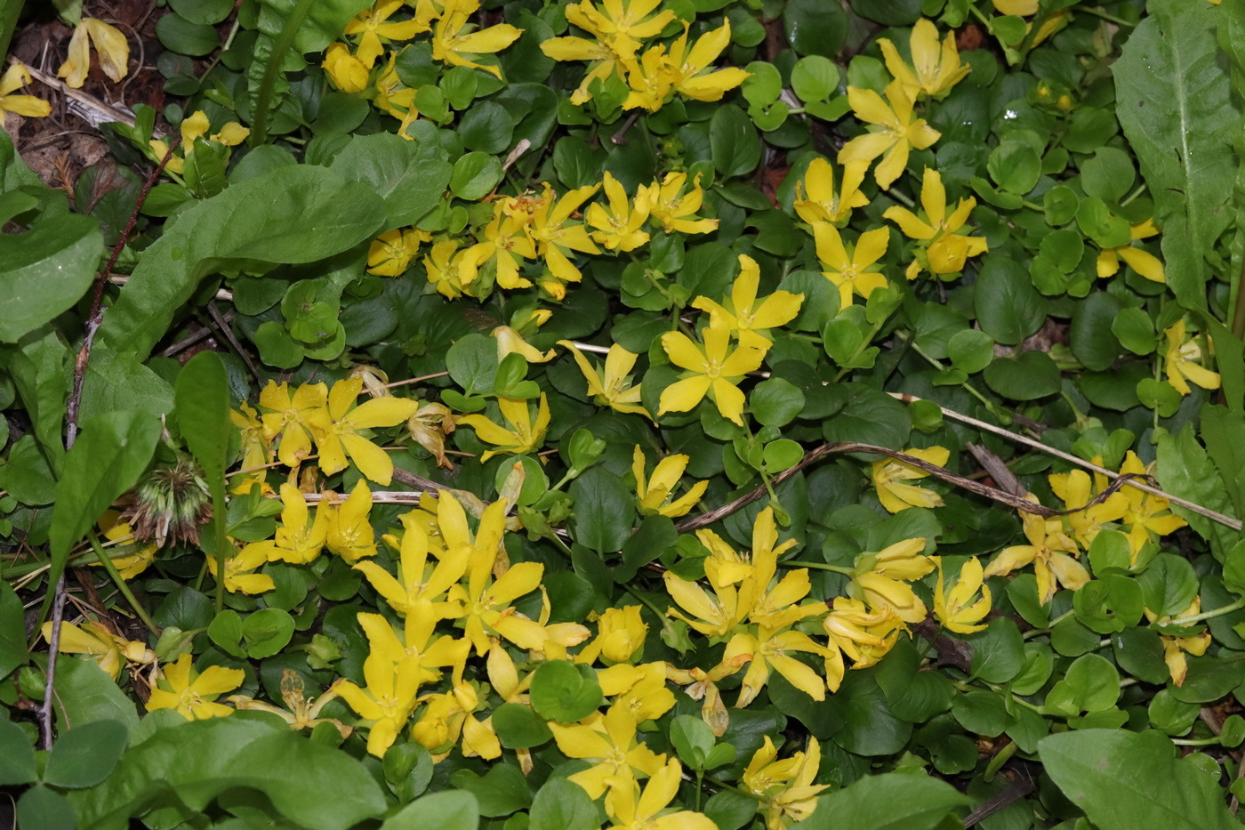 Изображение особи Lysimachia nummularia.