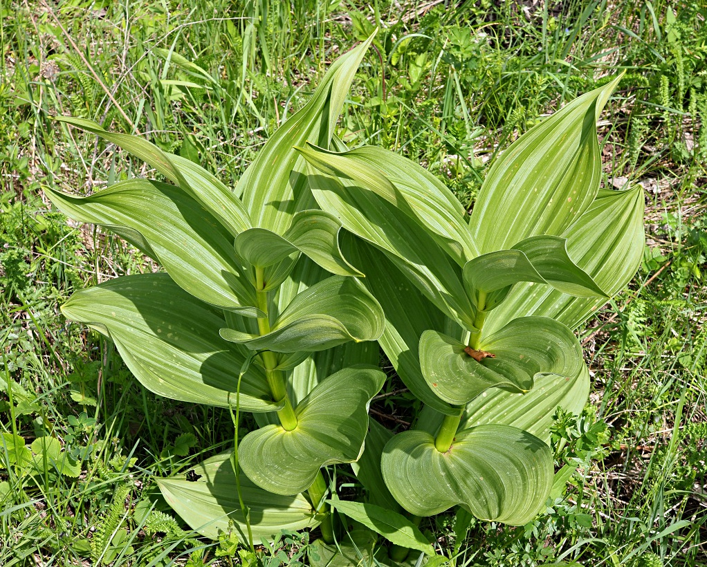 Изображение особи Veratrum lobelianum.