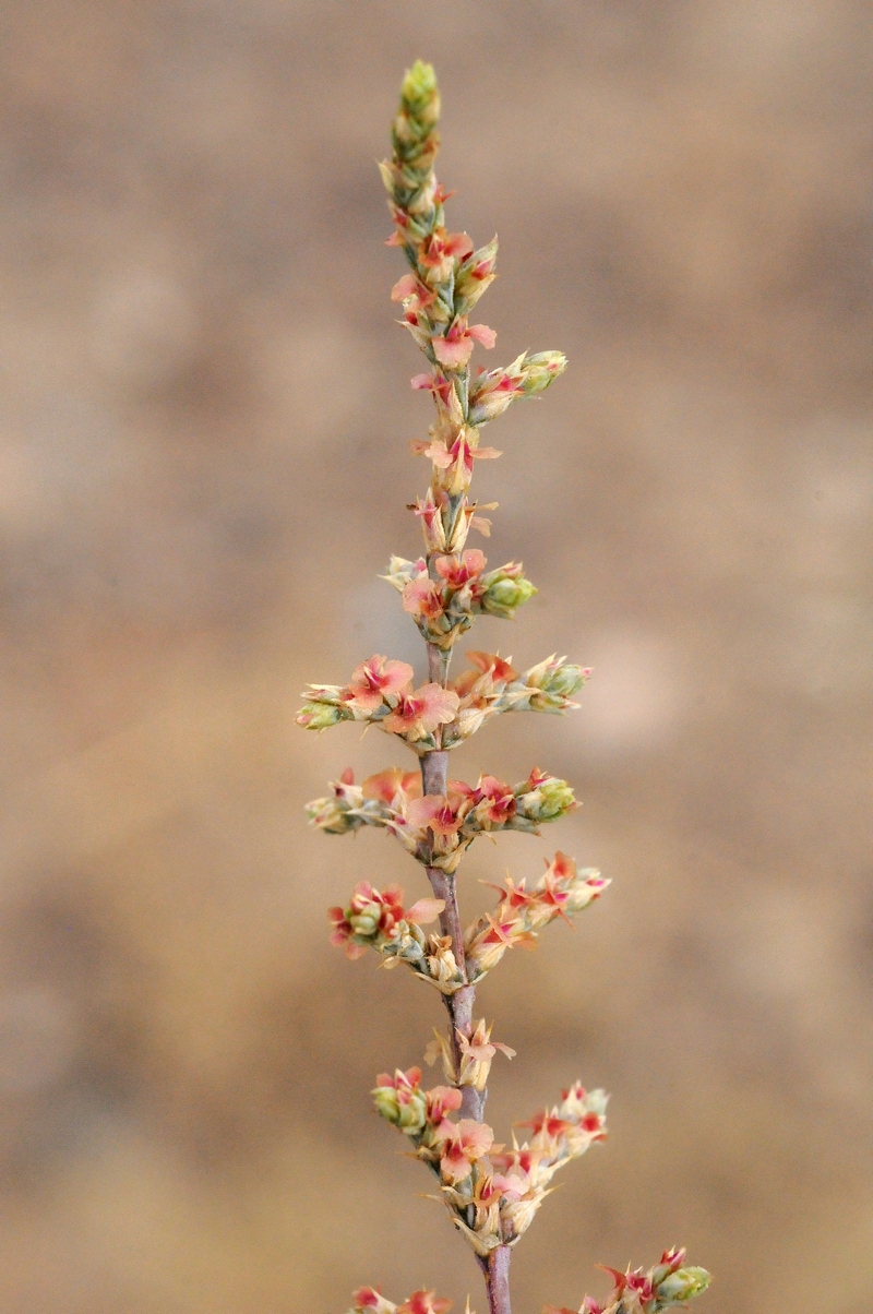 Image of Girgensohnia oppositiflora specimen.
