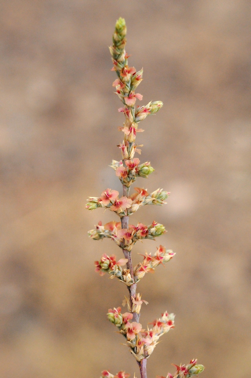 Изображение особи Girgensohnia oppositiflora.