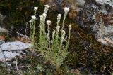 Ptilotrichum tenuifolium. Цветущее растение. Иркутская обл., Ольхонский р-н, Тажеранская степь, замшелое основание останца. 30 июля 2023 г.