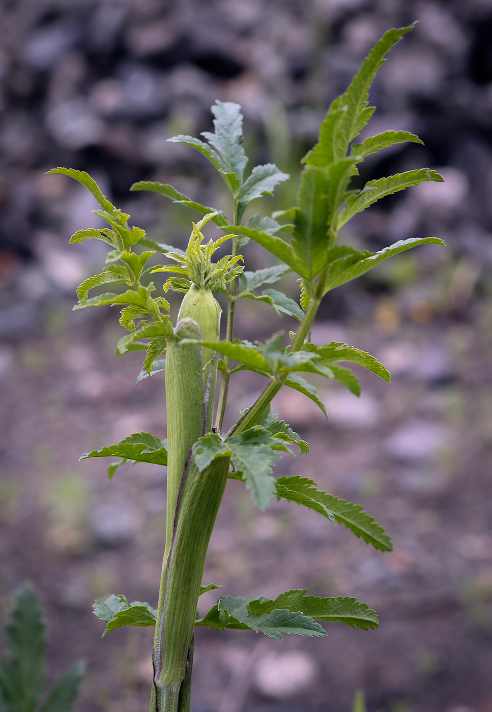 Image of Heracleum sibiricum specimen.