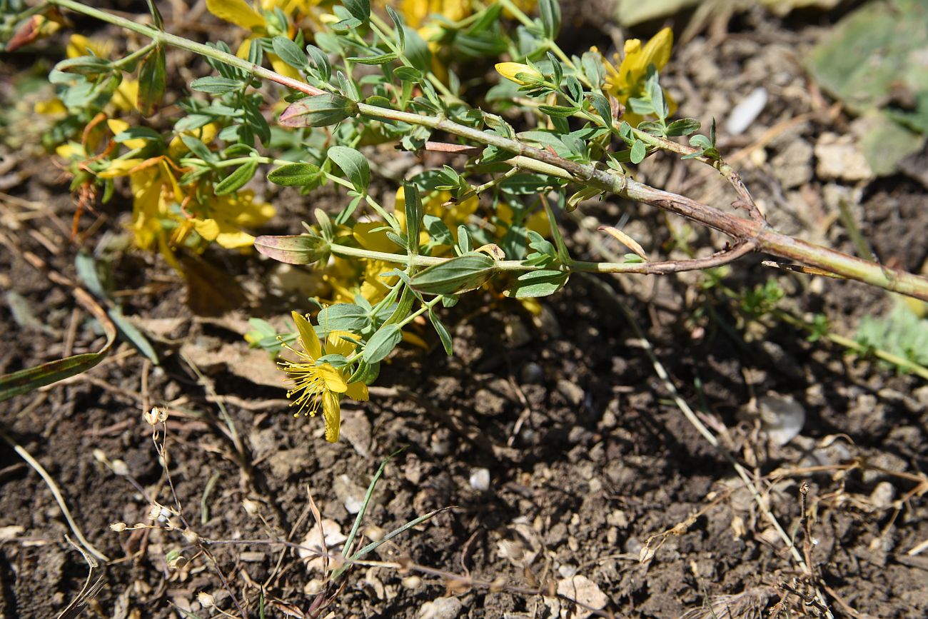 Изображение особи Hypericum perforatum.