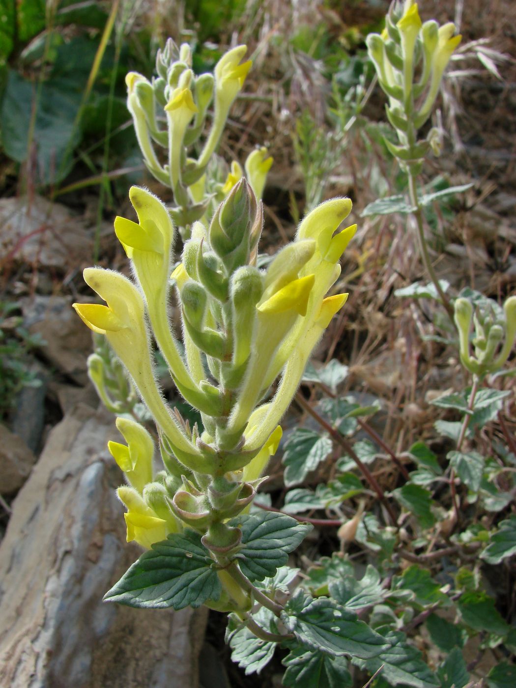 Изображение особи Scutellaria comosa.