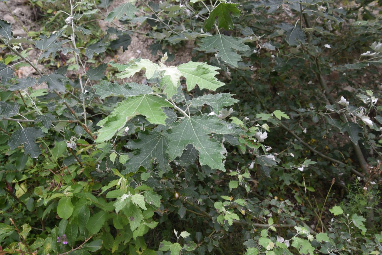 Image of Populus alba specimen.