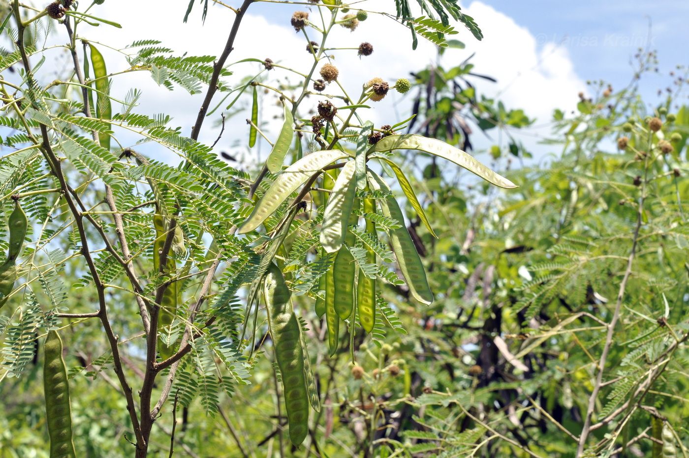 Изображение особи Leucaena leucocephala.