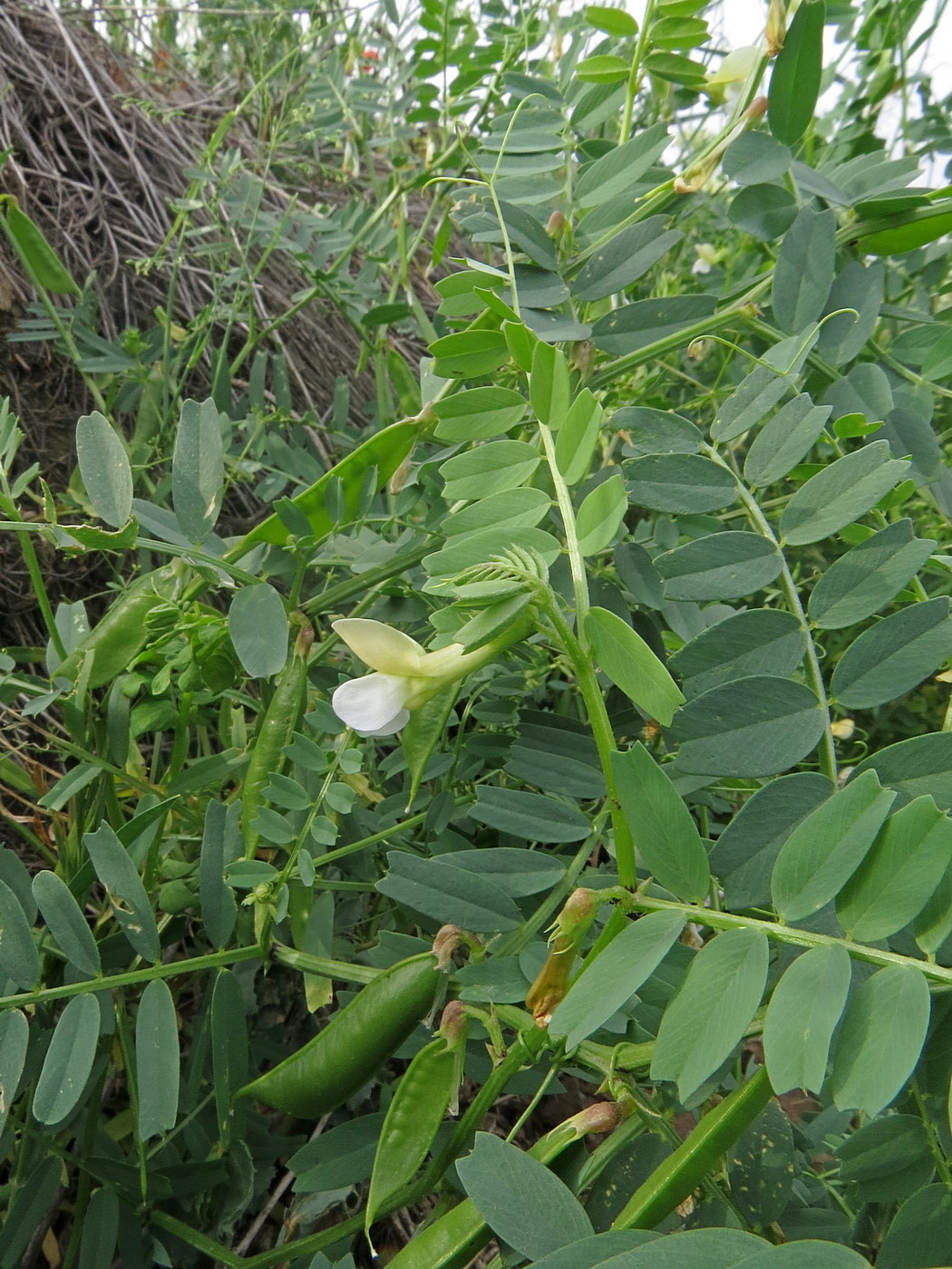 Image of Vicia hyrcanica specimen.