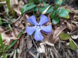 Vinca major