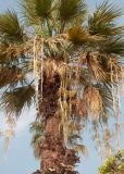 Washingtonia filifera. Крона плодоносящего растения. Египет, мухафаза Эль-Гиза, р-н Эль-Бадрашейн, пос. Мит-Рахина, музей Рамзеса II, в озеленении. 03.01.2024.