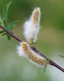 Salix elbursensis