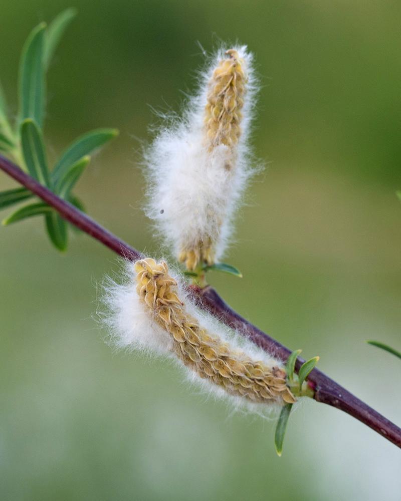 Image of Salix elbursensis specimen.