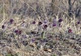 Pulsatilla &times; kissii