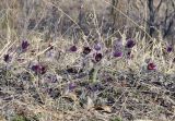 Pulsatilla × kissii. Цветущие растения. Приморский край, Уссурийский гор. округ, окр. с. Монакино, обочина грунтовой дороги в широколиственном лесу. 21.04.2024.