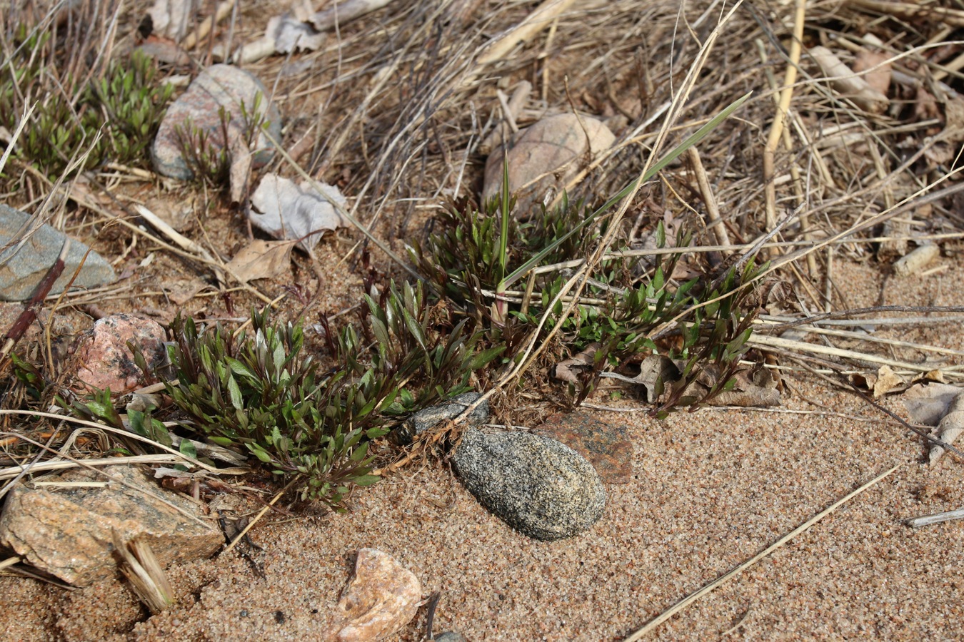 Image of Campanula rotundifolia specimen.